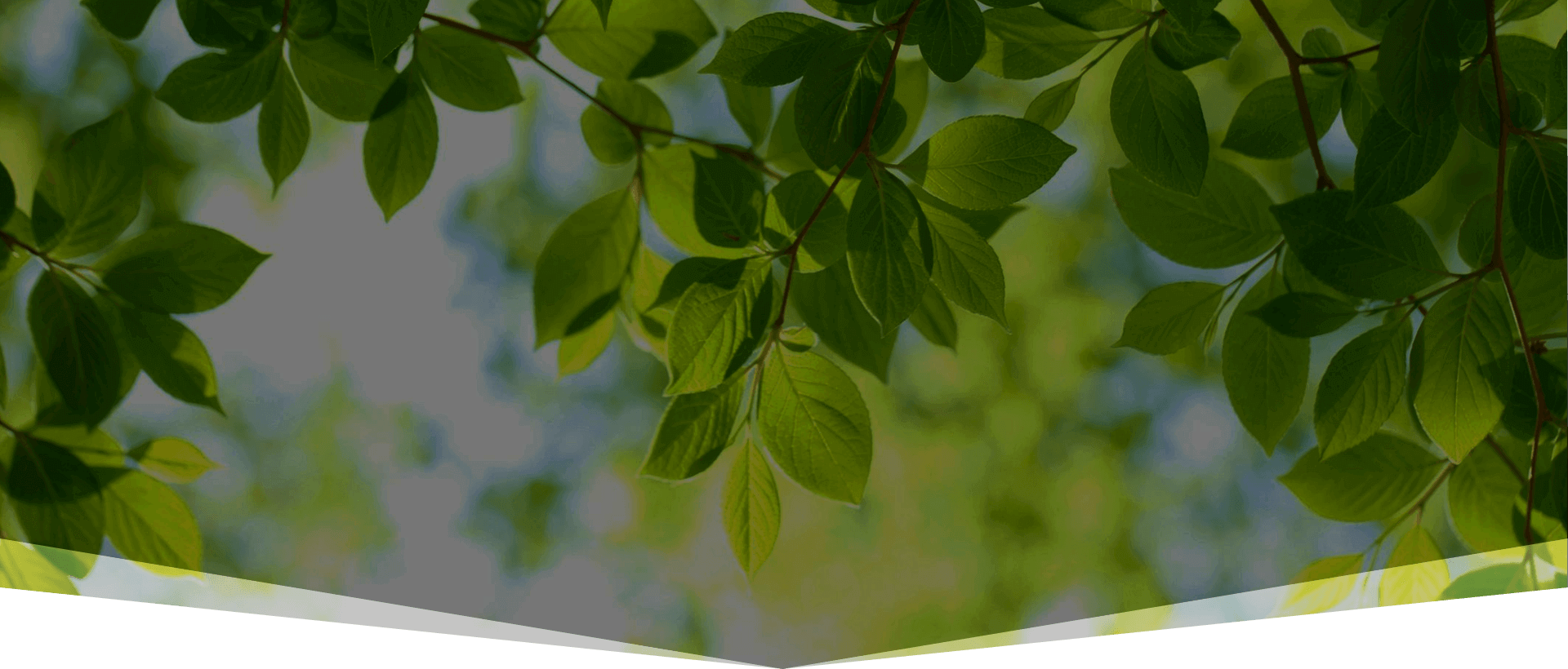 A close up of leaves on a tree